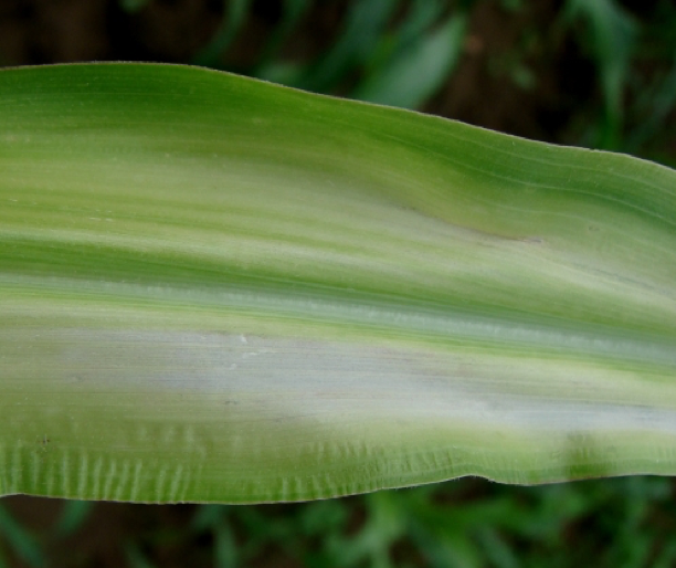 corn nutrient 2png